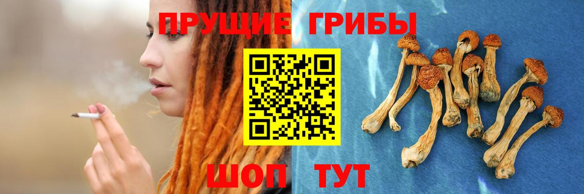 Галлюциногенные грибы Psilocybine cubensis Можга